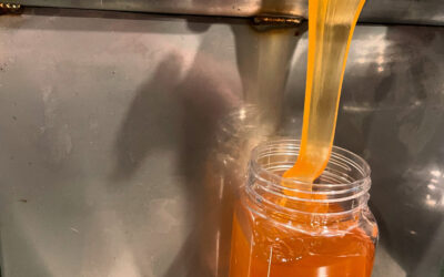 When to Extract Honey in Canterbury