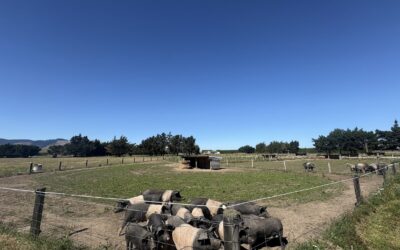Why the Best Pork Comes From Farmers