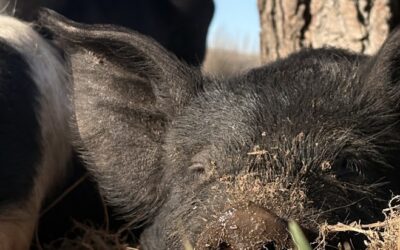The Story Behind Truly Good Pork