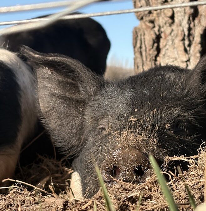 The Story Behind Truly Good Pork