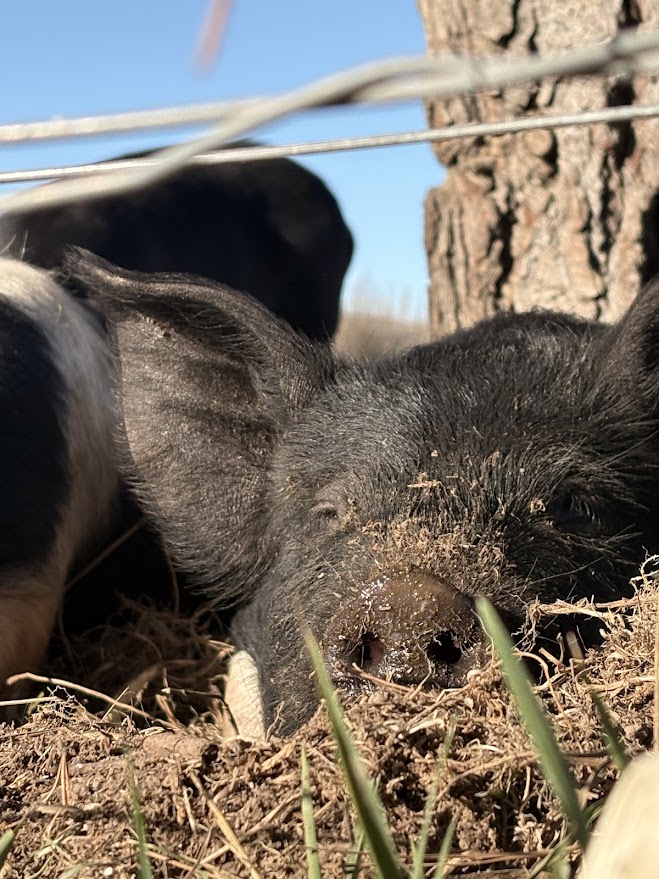 Saddleback pigs