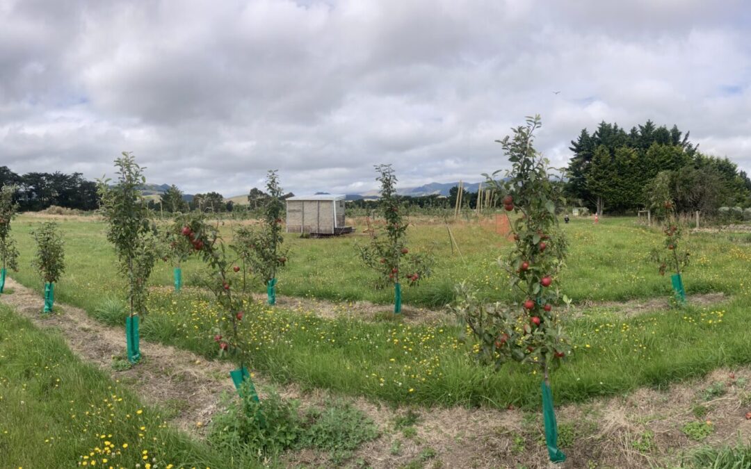 Pick Your Own Apples