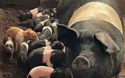 What are Saddleback pigs good for?