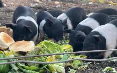 Piglets for Sale