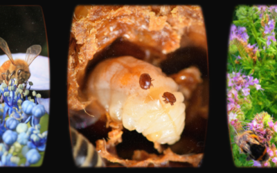 Varroa Mite Control in New Zealand