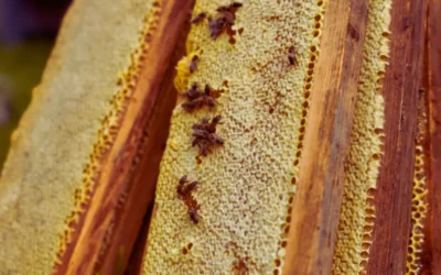 Should I use 9 or 10 frames in honey super?