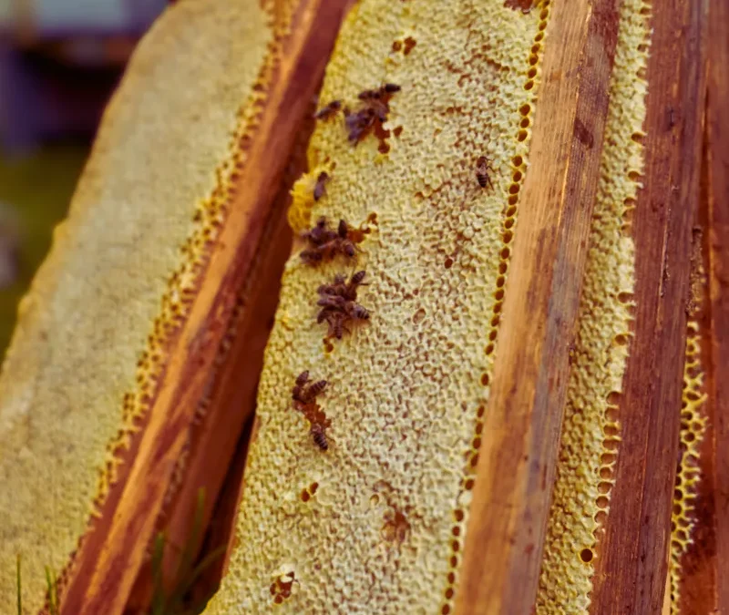 Should I use 9 or 10 frames in honey super?