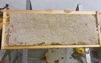 How Can I Tell If Honey Is Ready for Extraction?