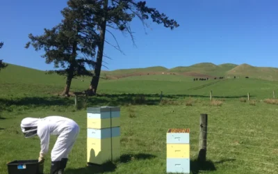 How to choose the right location for your hives