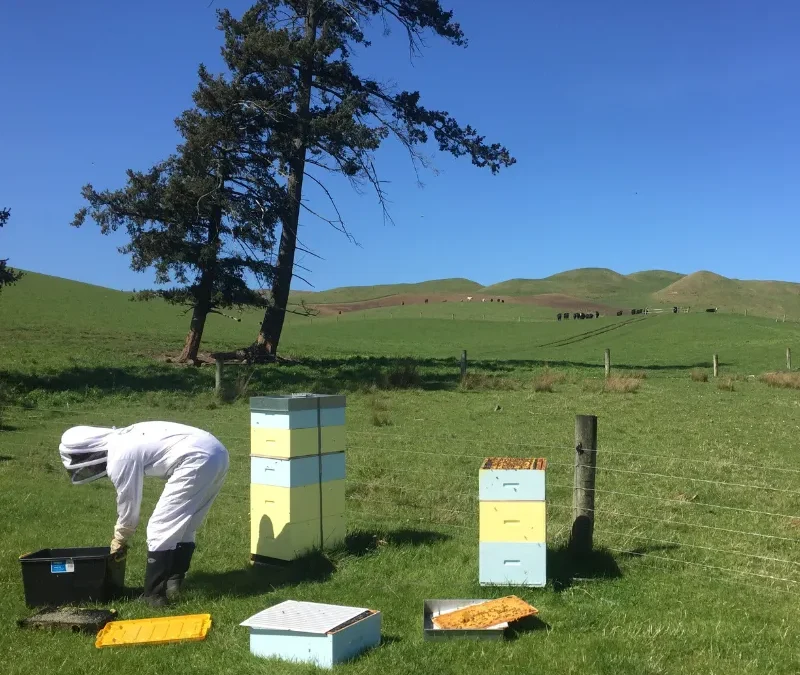 How to choose the right location for your hives