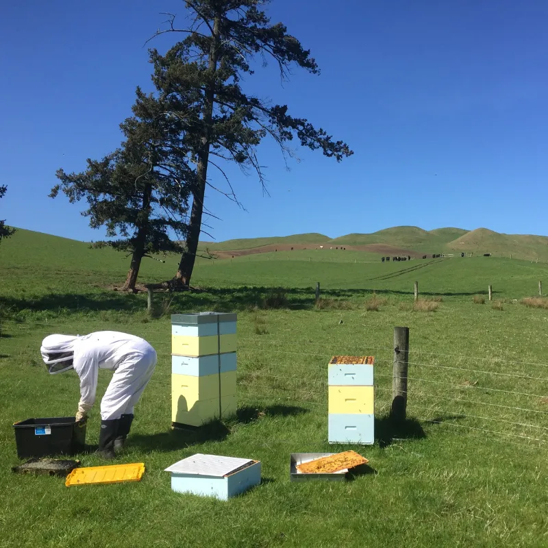 How to Choose the Right Location for Your Beehives