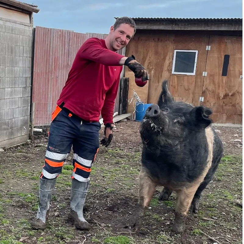 Saddleback pigs