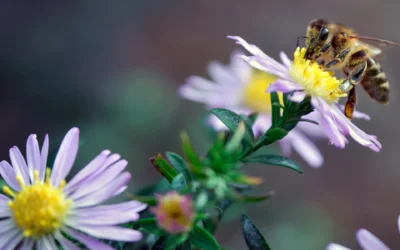 Why New Zealand’s 2025/26 Honey Season Is So Tough (And What It Means for Your Honey)